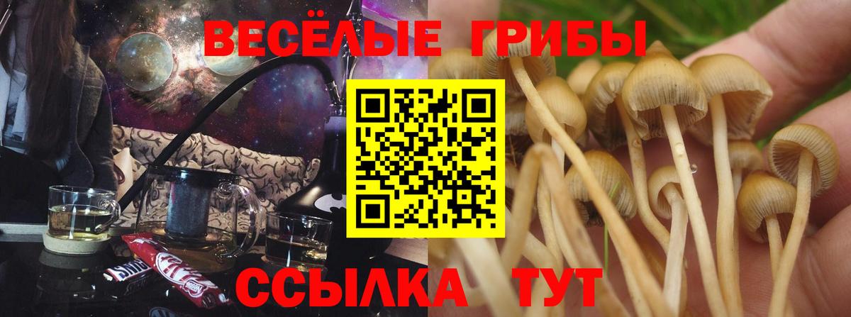 Псилоцибиновые грибы мицелий  Псилоцибиновые грибы Psilocybe  Вход с VPN  Шебекино 